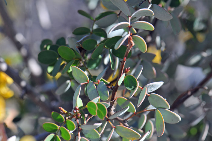 Baja California Senna has green leathery foliage that has a purple-green color as shown here; the leaves are pinnately compound. Senna purpusii